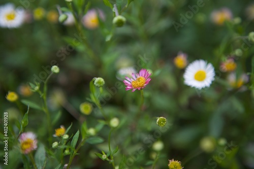 Pink Daisy