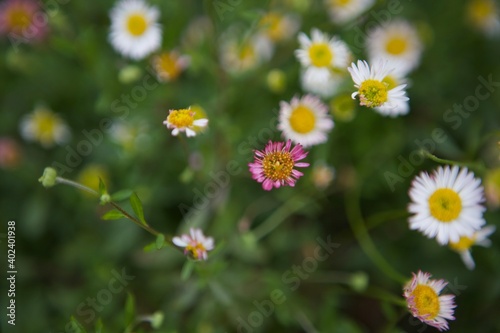 Daisy