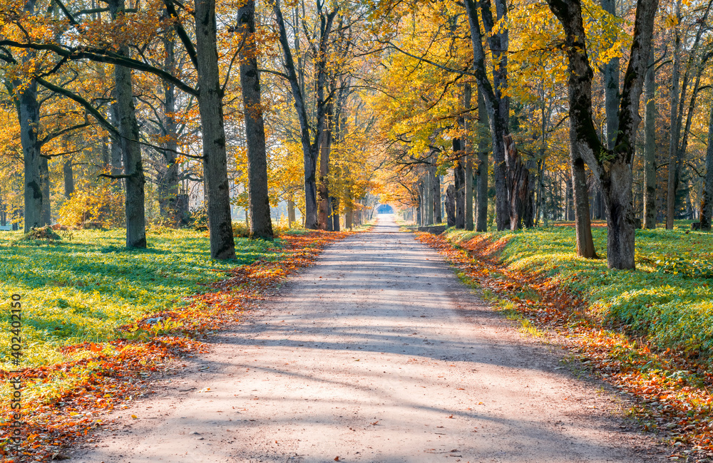Countryside gravel road among autumnal oak trees