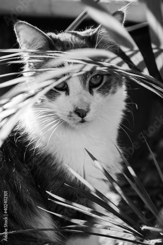 gato a blanco y negro acechando animales entre plantas de jardín.