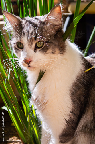 Gato de pelo largo sentado entre plantas de jardín en un día soleado.