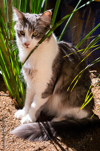 Gato de pelo largo sentado entre plantas de jardín en un día soleado.