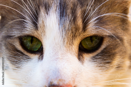 La mirada verde y acechante de un felino imponente te sumerge en la presencia depredadora de un gato salvaje.