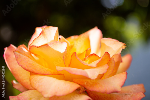 Una rosa cálida y sedosa es la perfección de la naturaleza de un amor juvenil, convirtiéndose en el arte de la esencia de la vida.