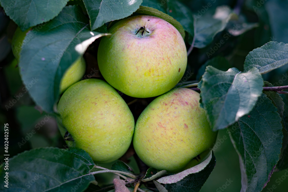 Fototapeta premium Green apples hanging on a tree branch in the garden.