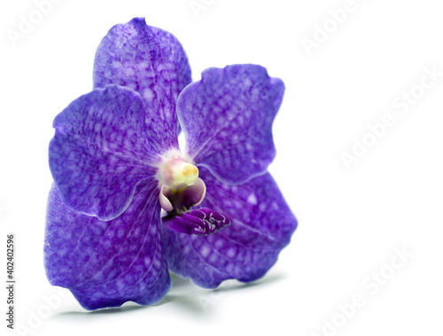 Blue vanda orchid, single blossom, isolated on white ground.