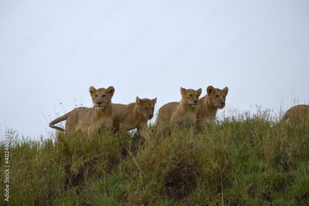 Löwenbabys halten Ausschau nach der Löwin Löwenbabys halten Ausschau nach der Löwin