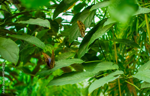 Butterflies sitting on leaves of tropical trees