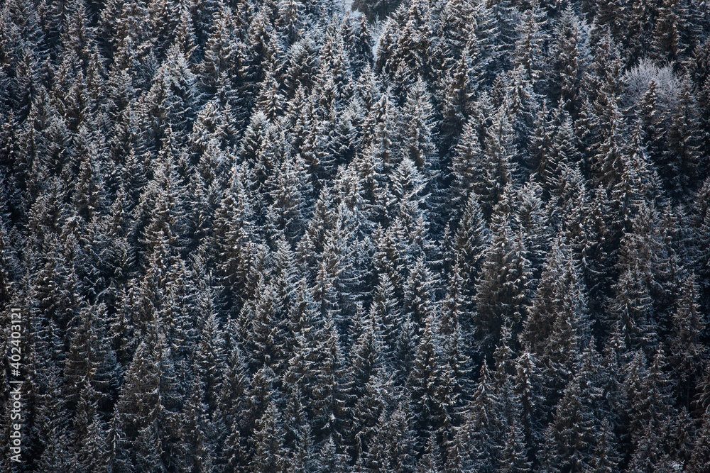 frost on the snow frost on the snow