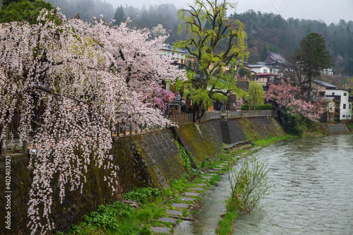 高山市 宮川の桜