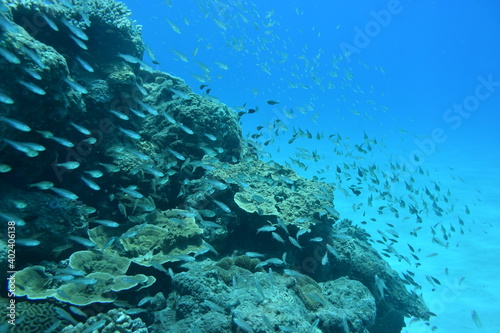 Fototapeta Naklejka Na Ścianę i Meble -  奄美大島 No.18 珊瑚礁