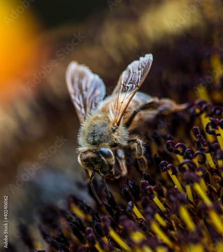 bee on a sunflower