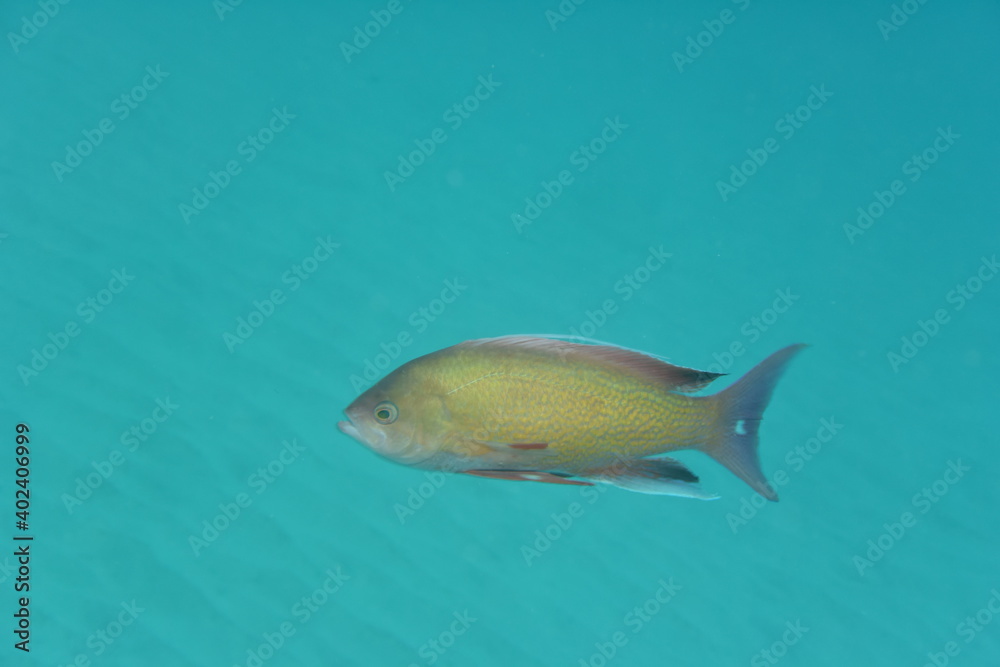 Naklejka premium 奄美大島 No.18 ダイビング ハナゴイ