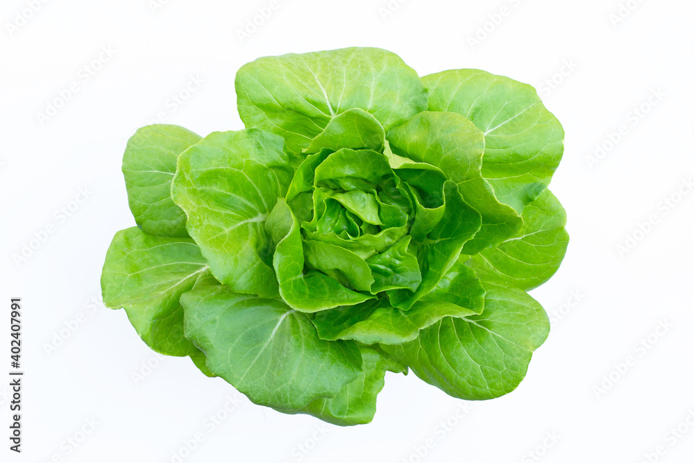 Obraz premium Butterhead Lettuce on white background.