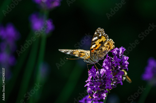 Butterfly bokeh in the garden