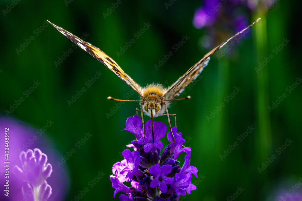 Butterfly in summer with bokeh and lavender Butterfly in summer with bokeh and lavender