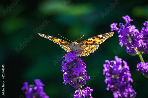 Butterfly in summer with bokeh and lavender