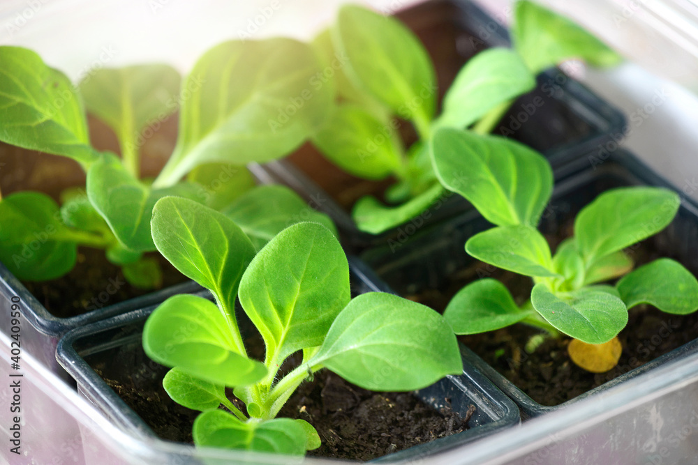 Green seedlings in pots on a light background. Close-up of flower or vegetable sprouts. top view Green seedlings in pots on a light background. Close-up of flower or vegetable sprouts. top view