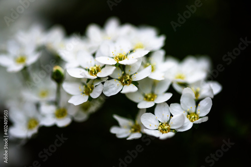 White flowers on Garland spiraea in the evening