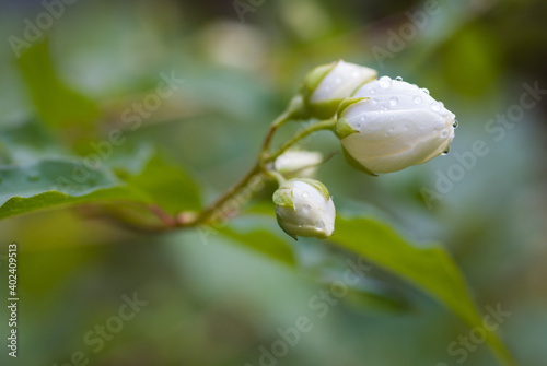 Water droplets on white flower buds against blurred green background