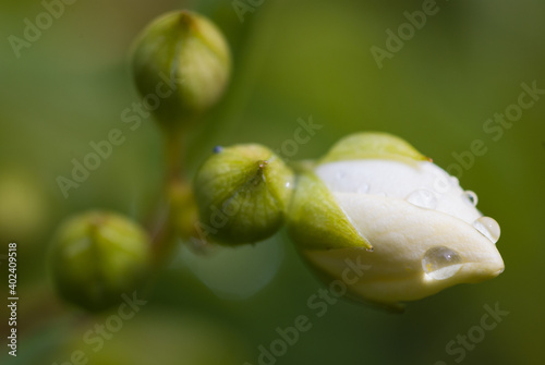 Water droplets on white flower buds against blurred green background