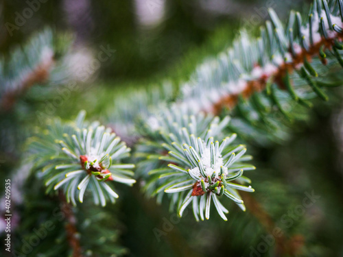 Frosty green needles on spruce branch in winter