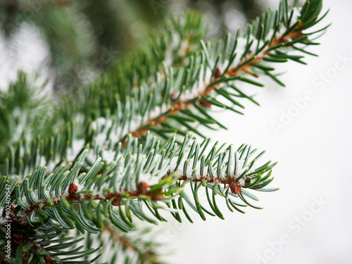 Frosty green needles on spruce branch in winter