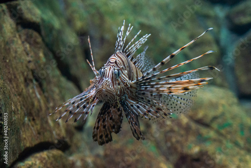 Red lionfish or Pterois volitans in wild nature © rostovdriver