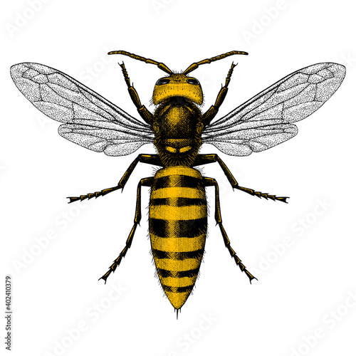 Two-color vector illustration of a Murder Hornet in a vintage style.