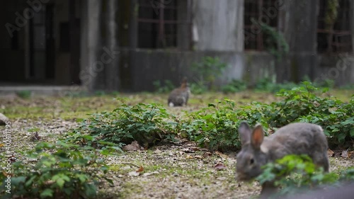 Wild Rabbits on Japan's 