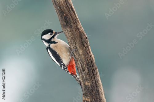 The Great spotted woodpecker hammer on tree trunk (Dendrocopos major)