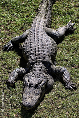 American alligator sunning itself on the bank.