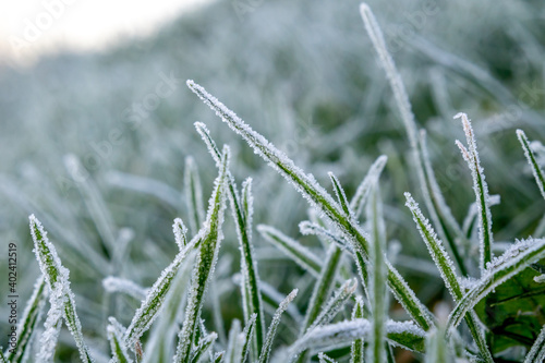 Close up of grass plants in the morning frost