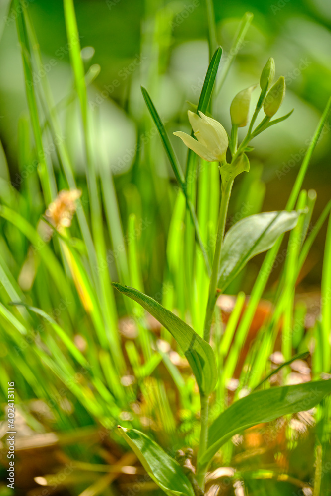 Weißes Waldvöglein, Cephalanthera damasonium, Weißes Waldvöglein, Cephalanthera damasonium,
