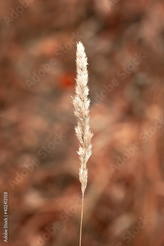 A lone plant on a blurry background. Light autumn background of coffee tinting