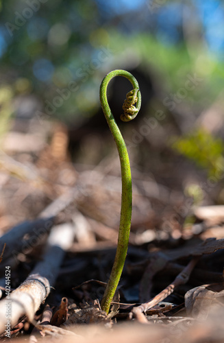 fern in the forest