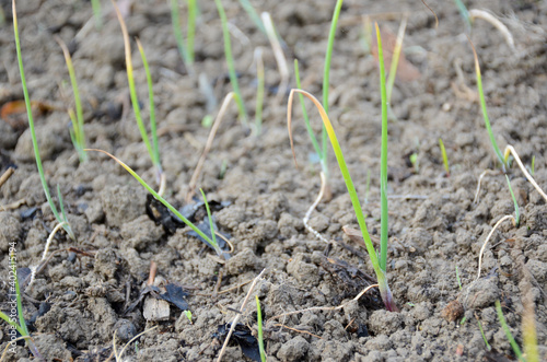 bunch the ripe green onion plant seedlings in the farm.