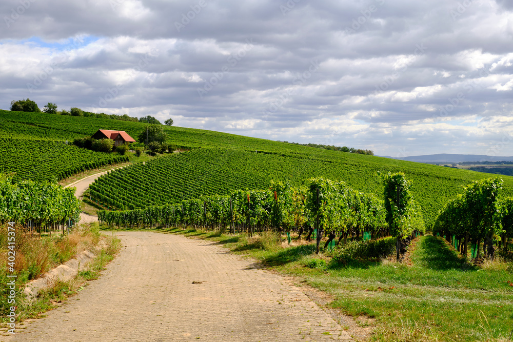 Fototapeta premium Landschaft und Weinberge bei Wipfeld, Landkreis Schweinfurt, Unterfranken, Franken, Bayern, Deutschland