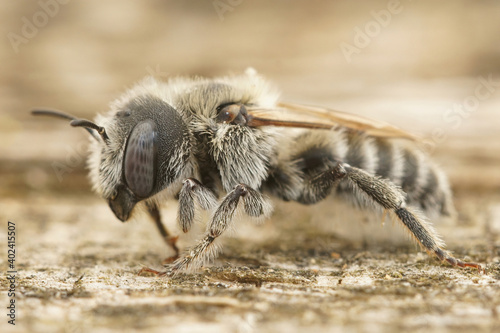 Hoplitis cristatula is a member of the small - mason bee that specializes on colleting pollen from Mallow plants ( Malva )