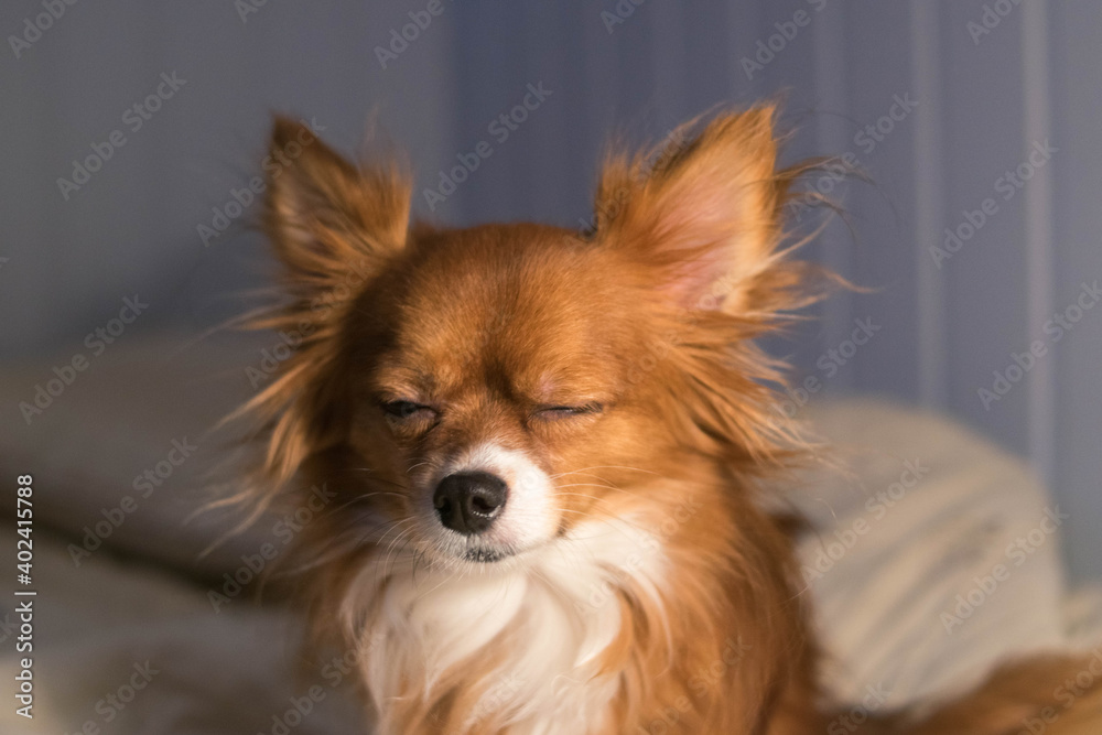 The dog is lying on the bed. Red-haired Chihuahua. The dog blinks. White blanket. Pet. The dog is lying on the bed. Red-haired Chihuahua. The dog blinks. White blanket. Pet.