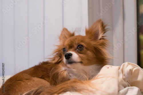 The dog is lying on the bed. Red-haired Chihuahua. Dog. White blanket. Pet. © Lisa Chip