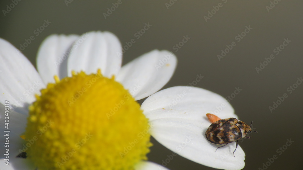 Fototapeta premium Anthrenus verbasci