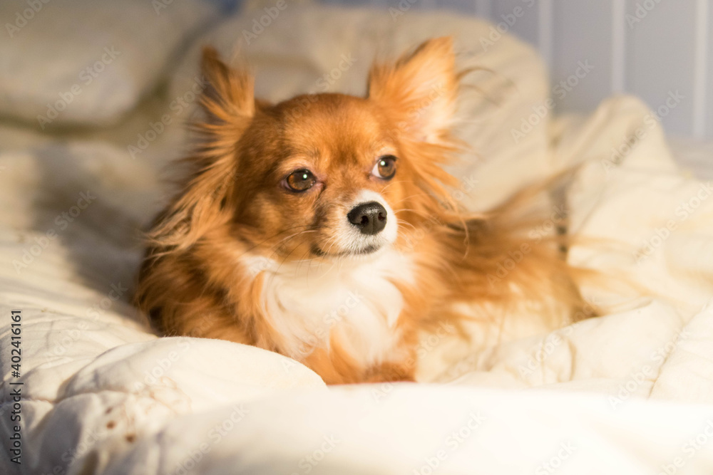 The dog is lying on the bed. Red-haired Chihuahua. Dog. White blanket. Pet. The dog is lying on the bed. Red-haired Chihuahua. Dog. White blanket. Pet.
