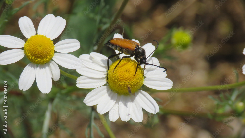 Obraz premium Stictoleptura Rubra