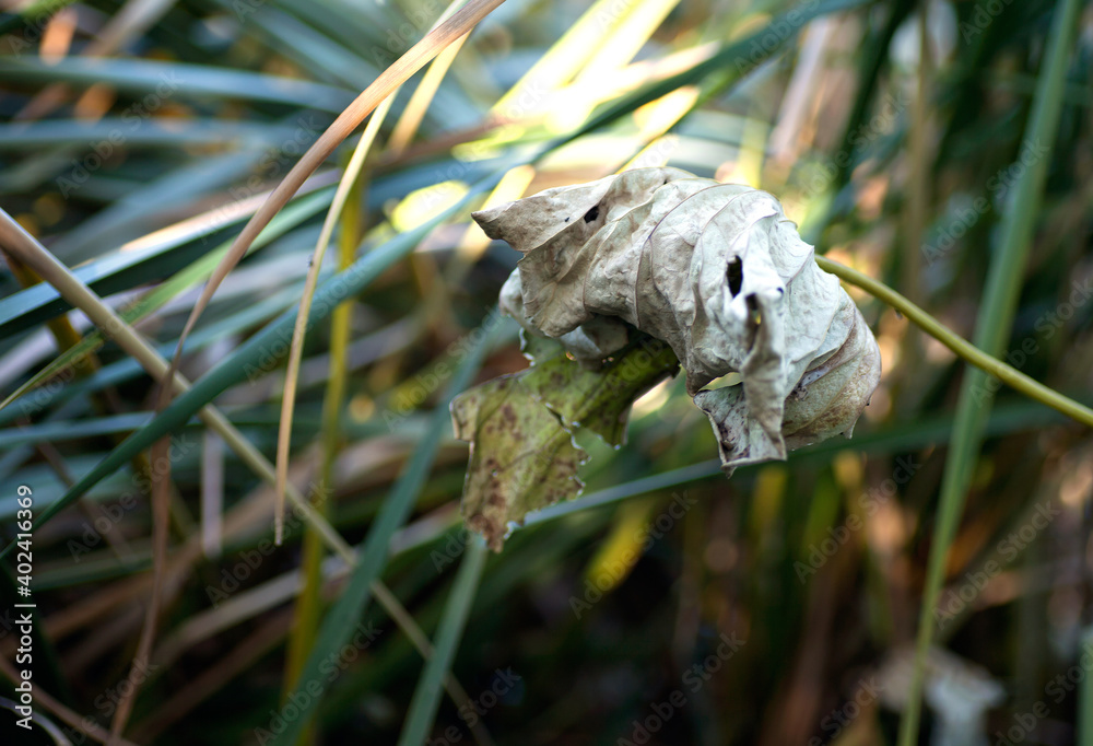 Dry lotus leaf in wild grass Dry lotus leaf in wild grass