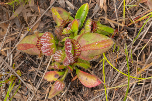 The endemic and endangerd Albany Pitcher Plant (Cephalotus follicularis) found east of Albany in Western Australia photo