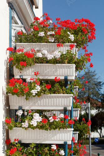 Rote Geranien in Blumenkästen vor einem Wohngebäude, Deutschland, Europa