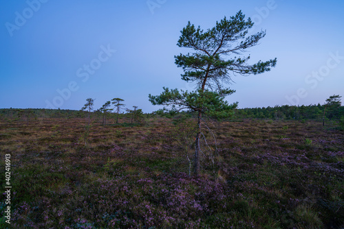 Das Naturschutzgebiet "Schwarzes Moor" im Morgenlicht, Biosphärenreservat Rhön, Unterfranken, Franken, Bayern, Deutschland