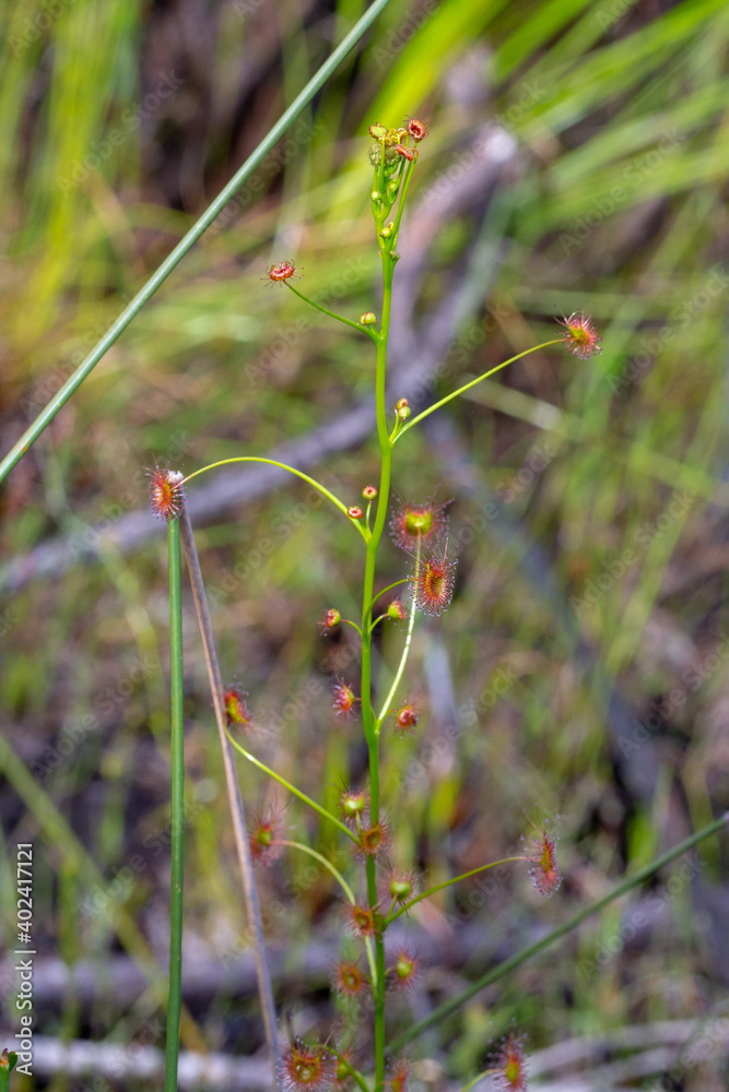 One of the very few yellow flowered Sundews, Drosera sulphurea, in its natural habitat east of Albany in Western Australia One of the very few yellow flowered Sundews, Drosera sulphurea, in its natural habitat east of Albany in Western Australia
