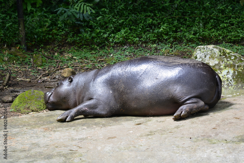The pygmy hippopotamus, Choeropsis liberiensis or Hexaprotodon liberiensis, is a small hippopotamid The pygmy hippopotamus, Choeropsis liberiensis or Hexaprotodon liberiensis, is a small hippopotamid